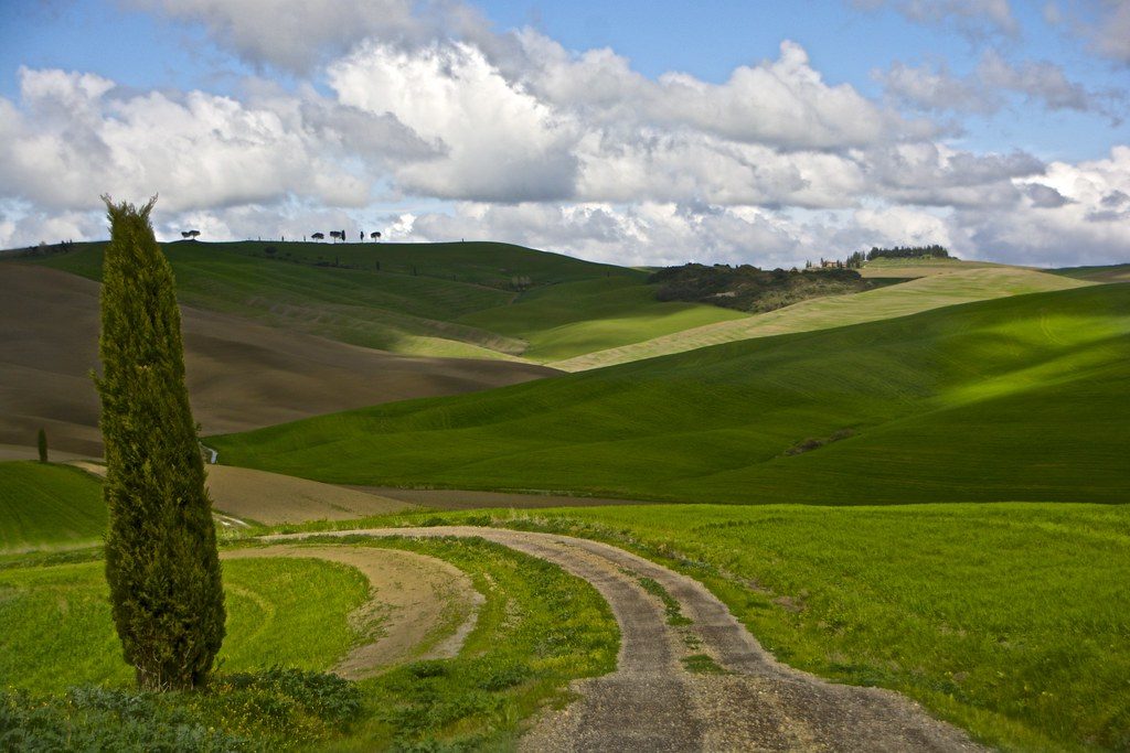 Rolling Tuscan hills with a lone cypress tree and a country road